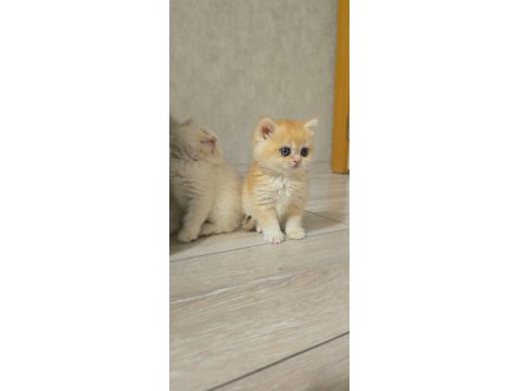 Üst Soy Show Kalite Dişi Ve Erkek Her Kodda Yavru Kediler