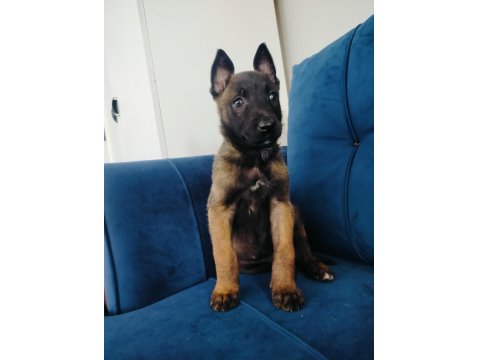 A Kalite Belçika Kurdu Yavruları