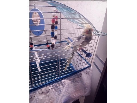 Konuşan Sultan Papağanı 2 Yaşında