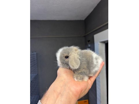 Cüce Hollanda Ve Mini Lop Tavşanları Her Yere Gönderim Var