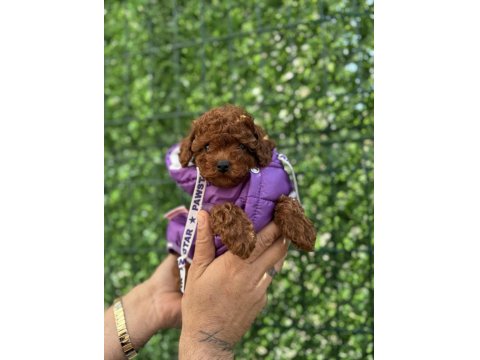 Çok Şirin Toy Poodle Bebeğimiz