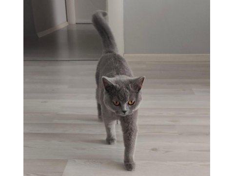 Kedimiz Mıncır Sahiplendirilecek