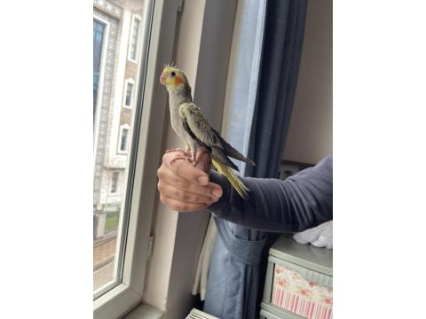 El Besleme Sultan Papağanı Yavruları