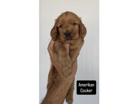 Safkan Amerikan Cocker Yavrular