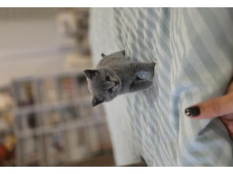 2 Aylik British Shorthair Kızımız