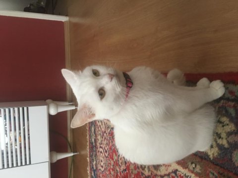 1 Buçuk Yaşında Dişi Ankara Kedisi