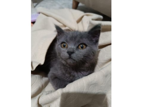 3 Aylık Yavru British Shorthair