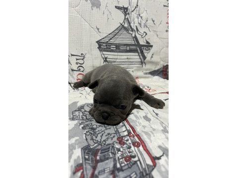 Harika Fransız Bulldog Bebekler