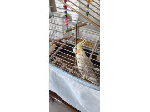 2 Yaşında Erkek Sultan Papağanı