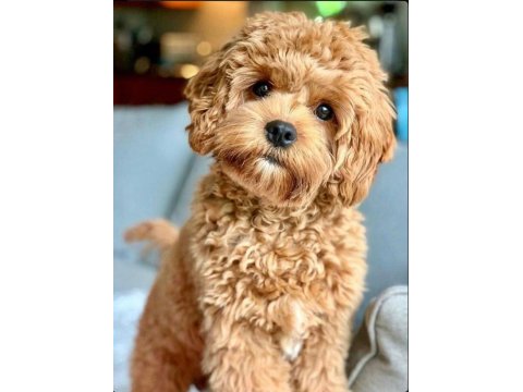 Adrese Teslim Ve Kapıda Ödeme Mevcut Maltipoo