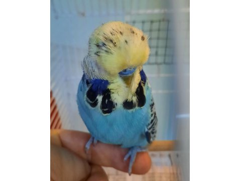 Show Muhabbet Kuşu Açıklamayı Okuyunuz