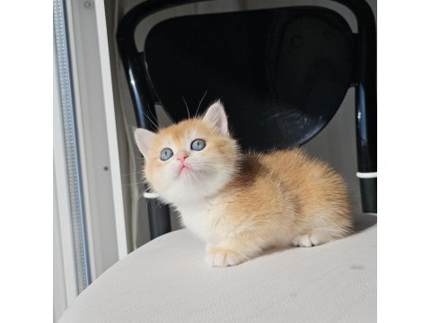 Safkan Golden British Shorthair