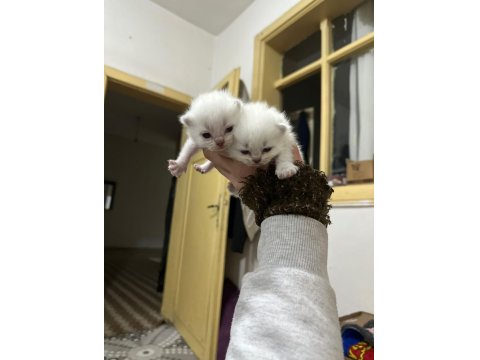 Bluepoint Yavru Kediler