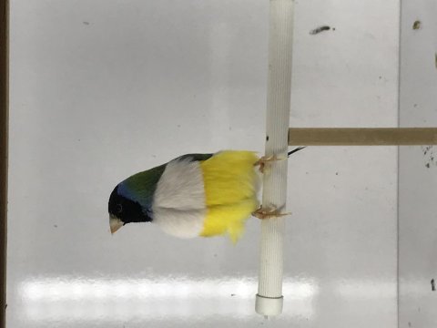 Golden Finch Parrot Kesik Boyun Üreticisi