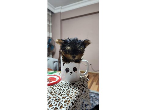 Yorkshire Terrier Yavrular 2.5 Aylık