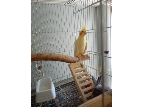 Dişi Sultan Papağanlar