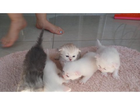 Sahiplendirilmek Üzere Muhteşem Yavru Kediler