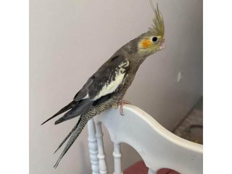 Sultan Papağanlar Sahiplendirilecekler