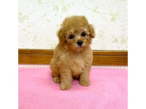 F2 Maltipoo Yavruları