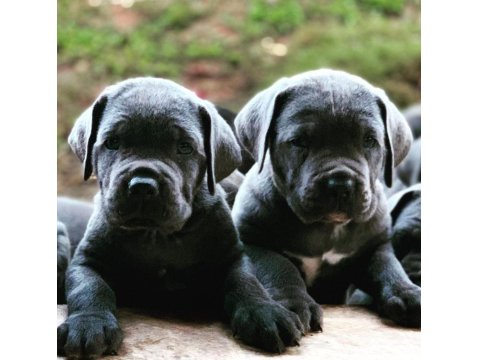 Cane Corso Üst Kalite Yavrular