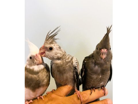 Yavru Sultan Papağanları Full Evcil Yeme Düşmüş Wf White