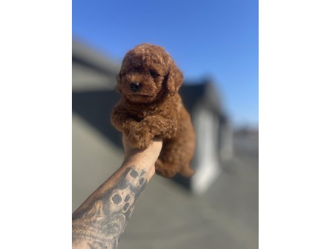 Red Brown Toy Poodle Yavrular