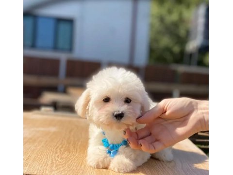 Show Kalite Bebek Maltese Köpekler