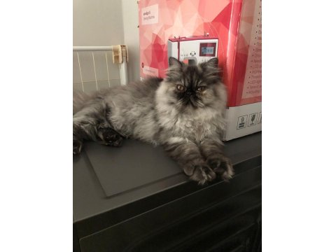 6 Aylık Dişi İran Persian Kedimiz