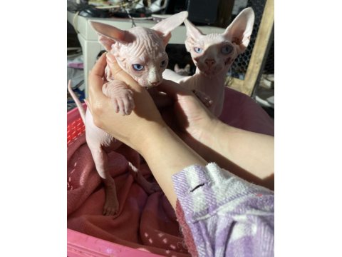 Üst Düzey Kalitede Sfenks