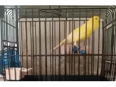 İstanbul'da Üreticiden Sağlıklı Kanaryalar