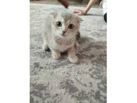 Kedimiz Cookie Yeni Yuvasını Arıyor