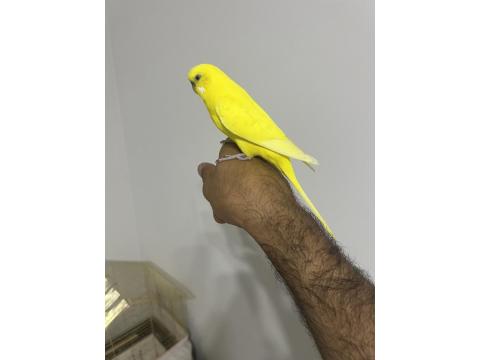 Çok Alışkın Konuşan Elden Koldan İnmez Muhabbet Kuşu