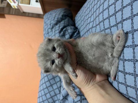 British Yavrularımız Rezerveye Açıktır