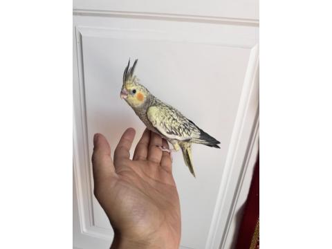 Sultan Papağanlar Sahiplendirilecekler