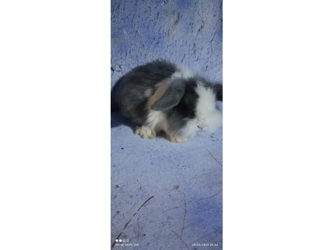 Teddy Lop Tavşan Yavrular