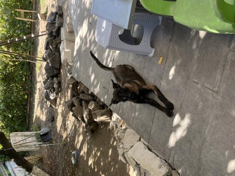 5 Aylık Dişi Belçika Malinois Kurt Köpeği