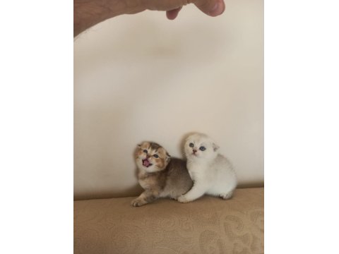 British Golden Baba Yavrusu Scottish Fold Yavru Kediler
