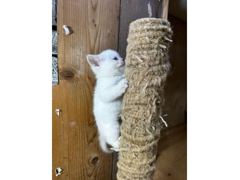 British Shorthair Dişi Bluepoint