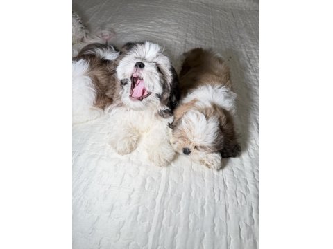 3 Tane Shih Tzu Yavruları