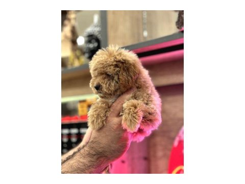 Maltipoo Yavrularım Sağlık Ve Irk Garantilidir