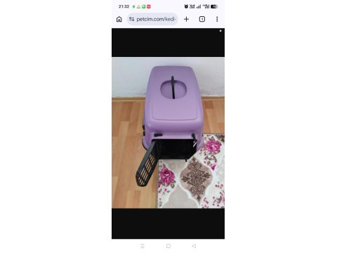 4 Aylık Scottish Fold - Malzemelerle Birlikte