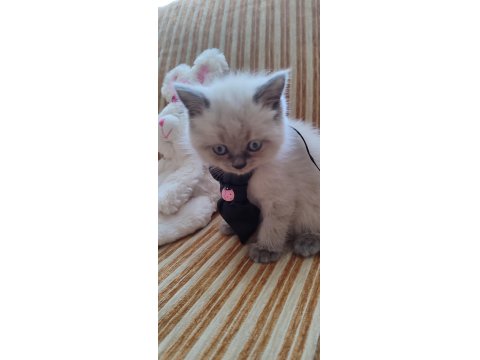 Dişi Blue Point Bebek British Shorthair