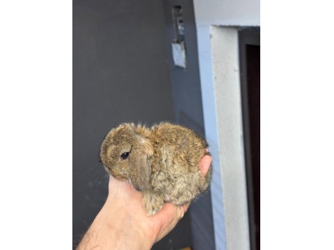 Hollanda Mini Ve Cüce Yavru Tavşanlar Her Yere Gönderim