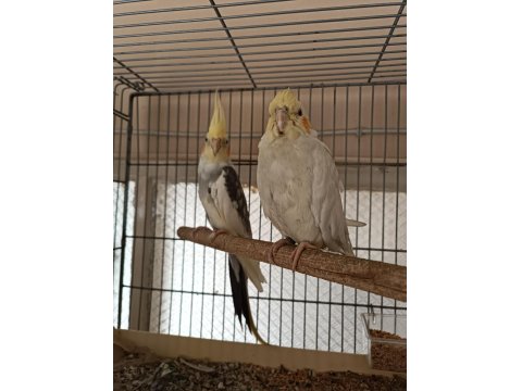 Acil Satılık Çift Ve Dişi Sultan Papağanı