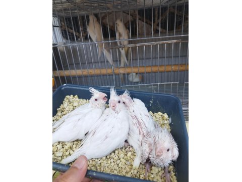 Anne Heavy Baba Albino Sultan Papağanı