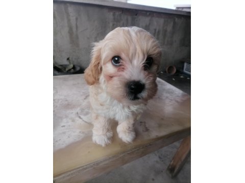 Küçük Boy Maltipoo