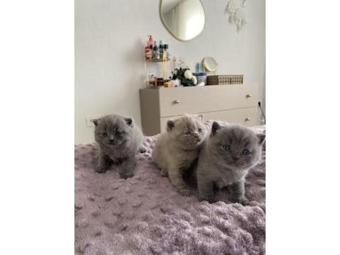 British Shorthair Yavru Kedi