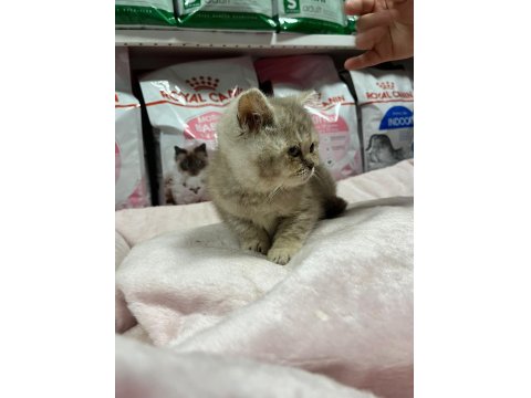 Irkının En İyi Örneklerinden British Kediler Yuvaya Hazır