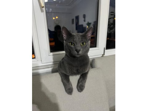 British Shorthair Oğlumuza Eş Arıyoruz