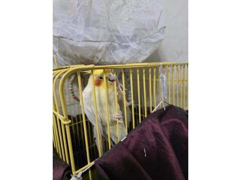 Sultan Papağanı 3 Yaşında Gayet Akıllı Konuşuyor